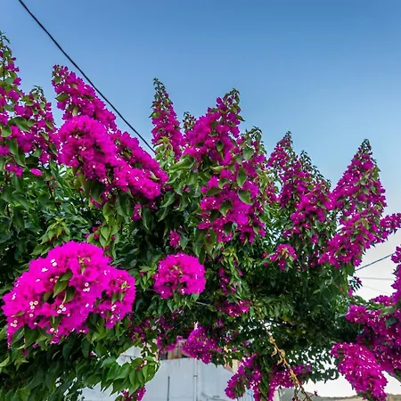 Dimitra House - Corfiot Country Side Getaway