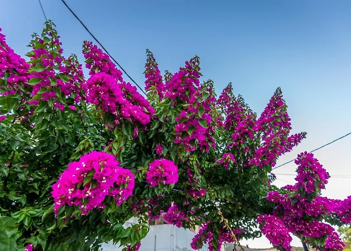 Dimitra House - Corfiot Country Side Getaway